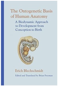 Ontogenetic Basis of Human Anatomy Not Found