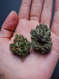 Cannabis Not Found