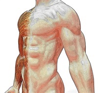 Chronic Inflammation as Part of Musculoskeletal Complaints Not Found
