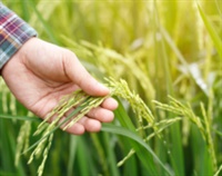 Farm Property – Vital Endorsements For the Small or Hobby Farmer Not Found